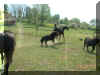 20040605 017.jpg (338765 byte)