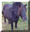 Gamla tjorven2.jpg (29502 byte)